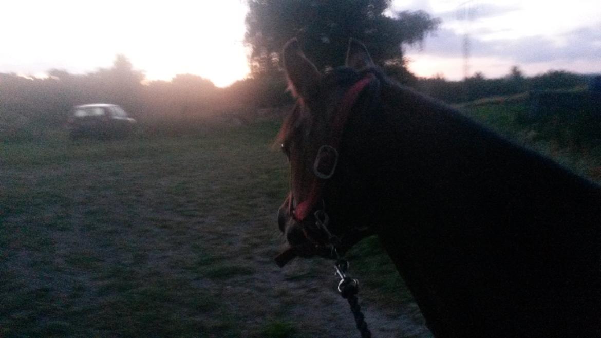 Anden særlig race Jasmin - 22 august på vej ud og møde sine nye fold kammerater :) billede 8