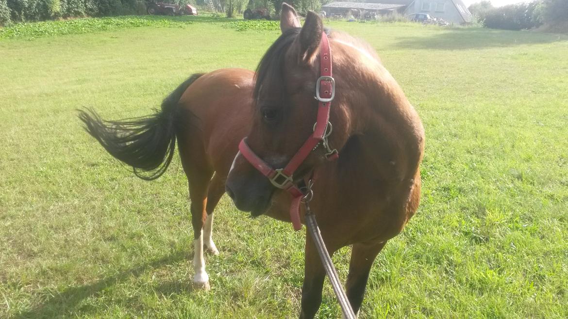 Anden særlig race Jasmin billede 12