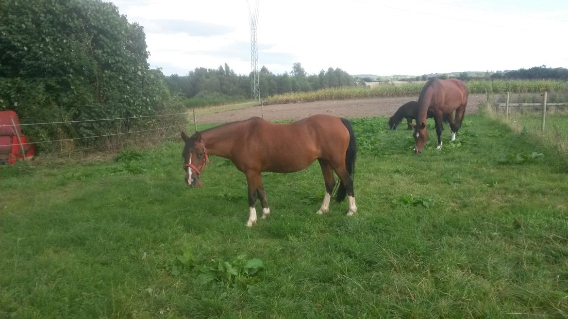 Anden særlig race Jasmin billede 15