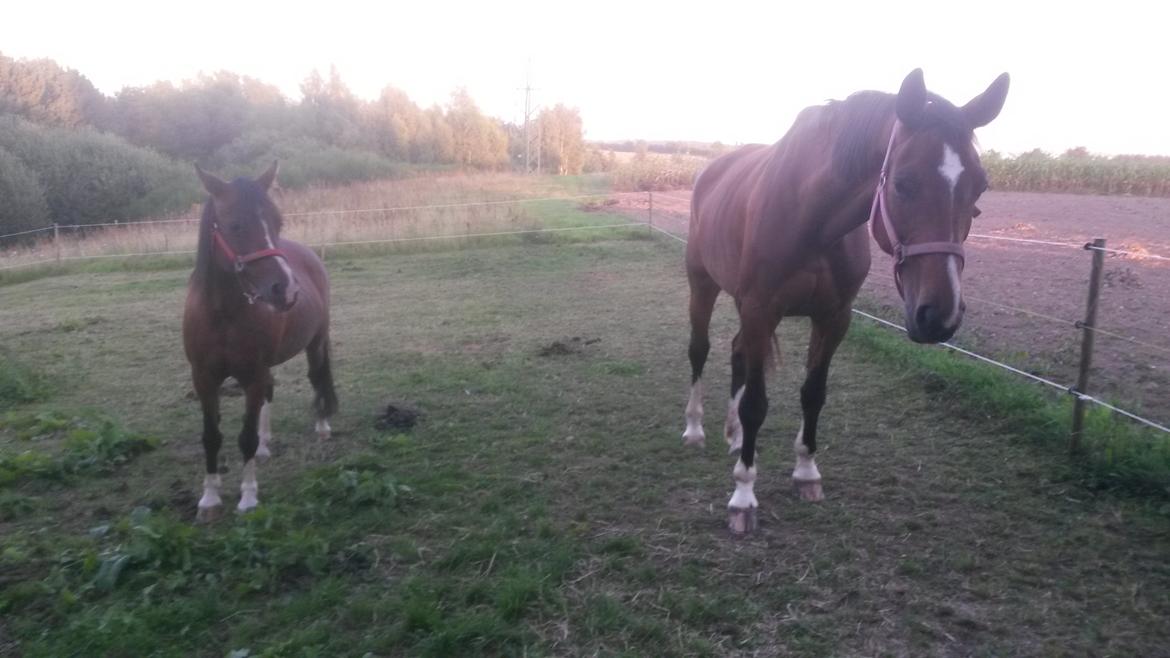 Anden særlig race Jasmin billede 19