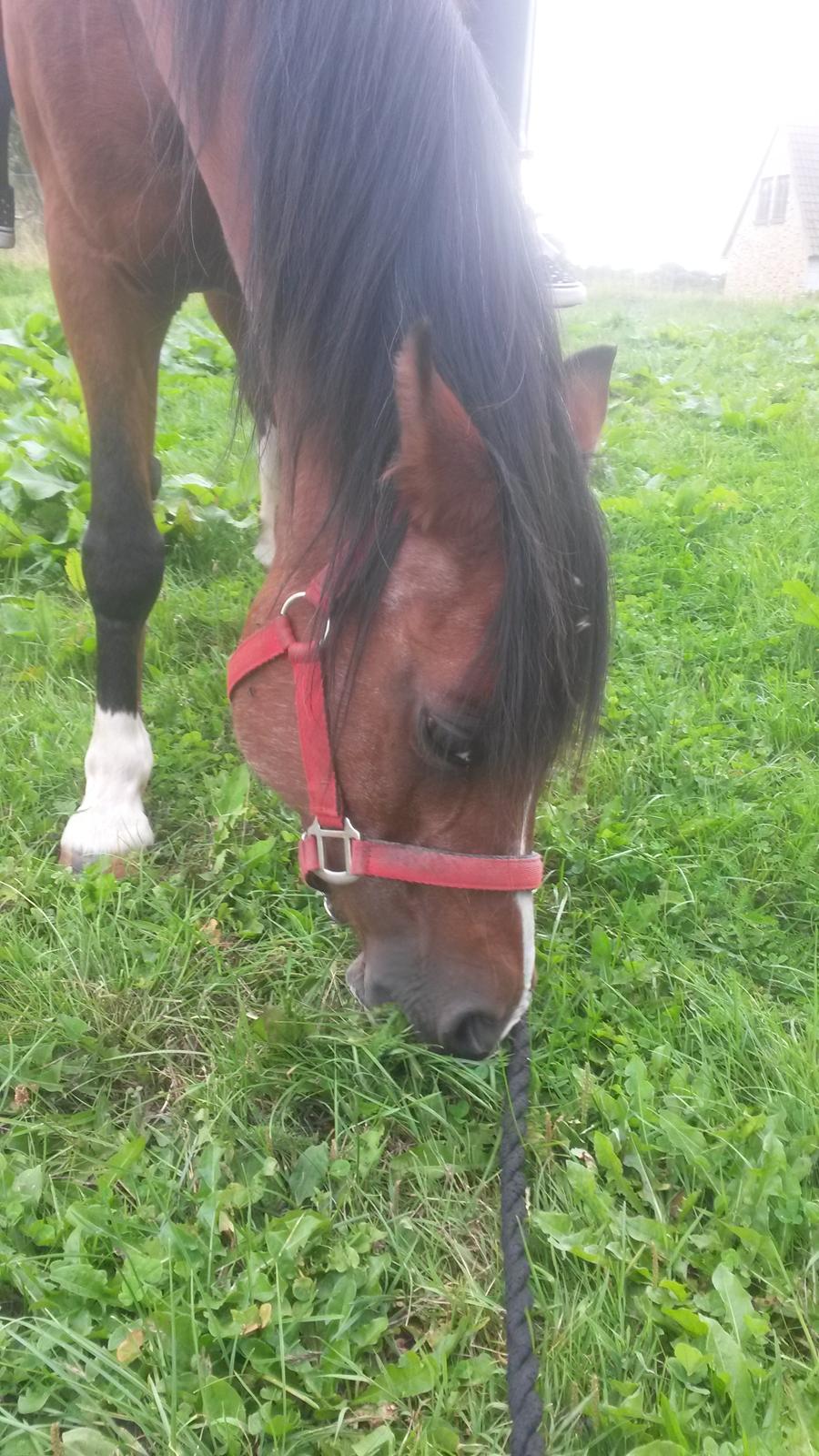 Anden særlig race Jasmin billede 16