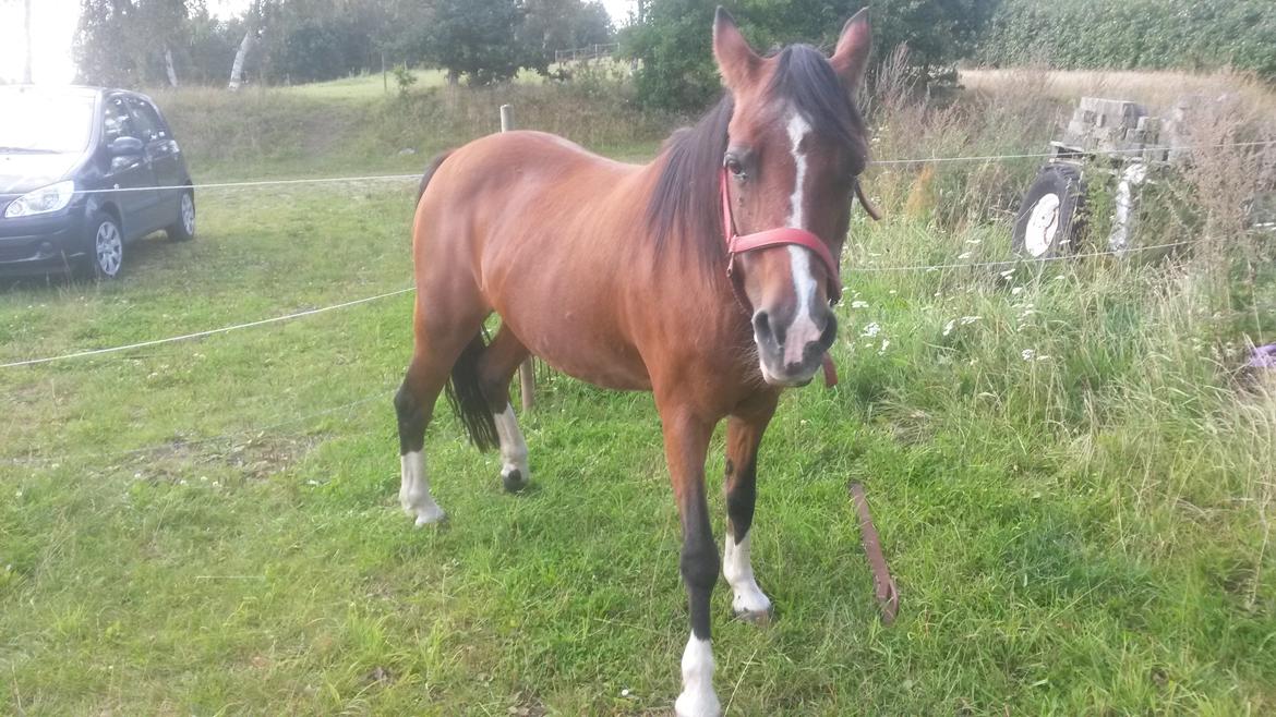 Anden særlig race Jasmin billede 20