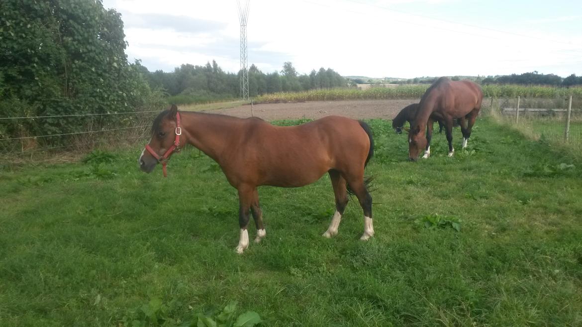 Anden særlig race Jasmin billede 21