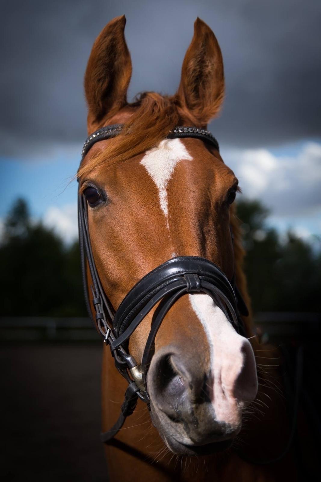 Anden særlig race Magnolias Jessica billede 4