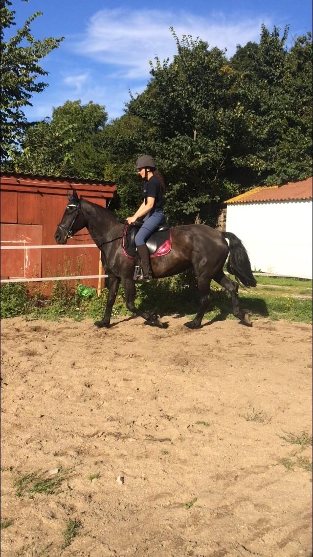 Anden særlig race Frejse (Freja) solgt - 24--8-16 billede 1