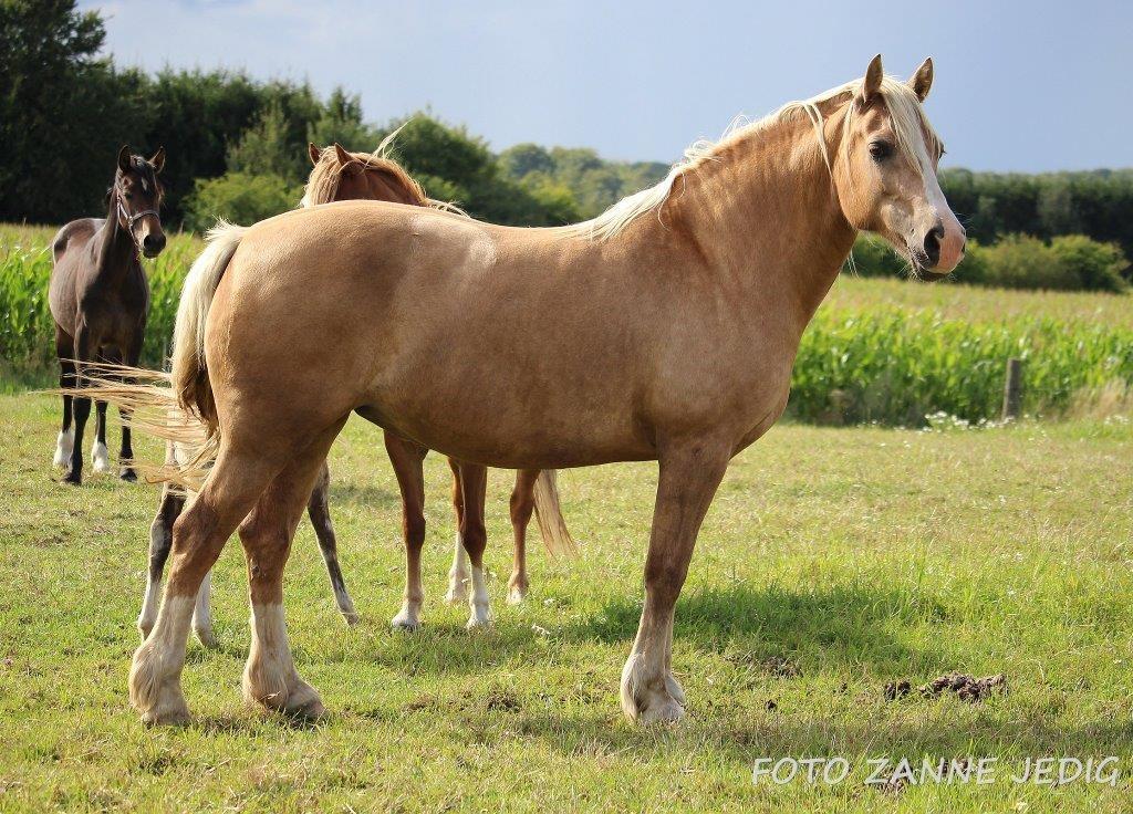 Welsh Cob (sec D) Rosalinde - Rosa Aug 2016 billede 1