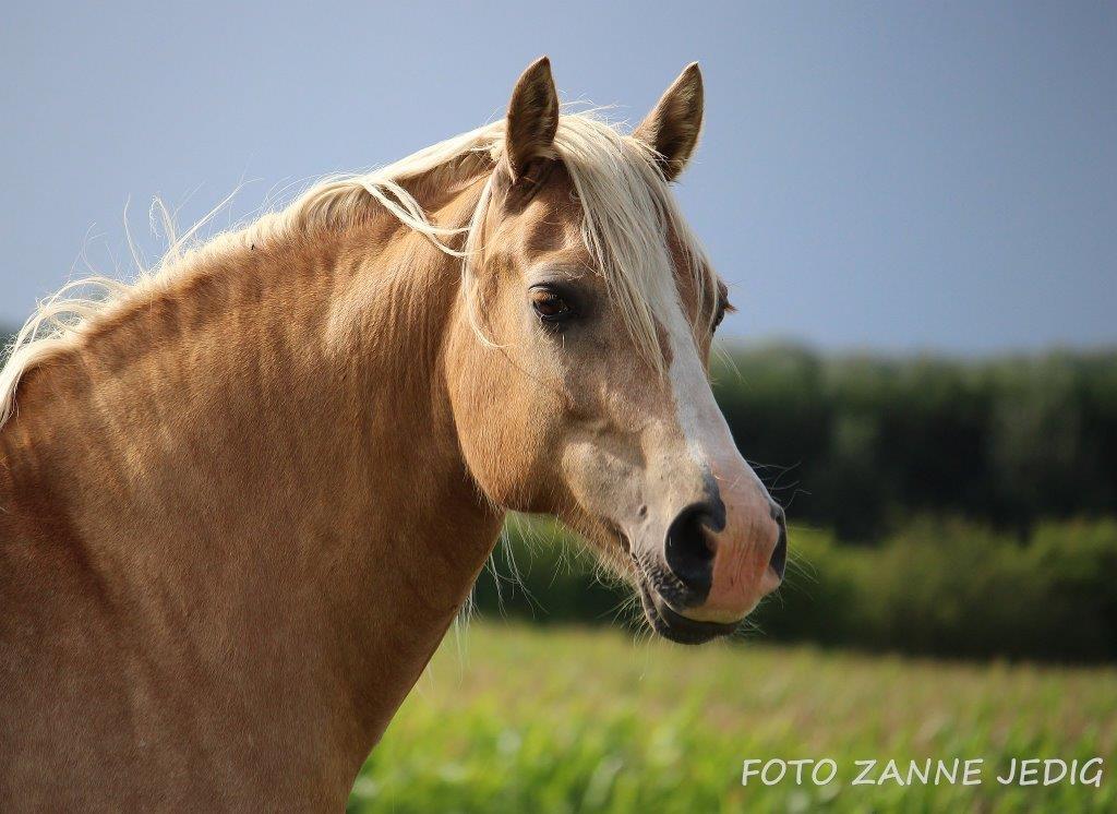 Welsh Cob (sec D) Rosalinde billede 49