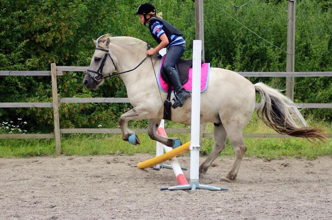 Fjordhest Hesselbergs Helios  billede 2