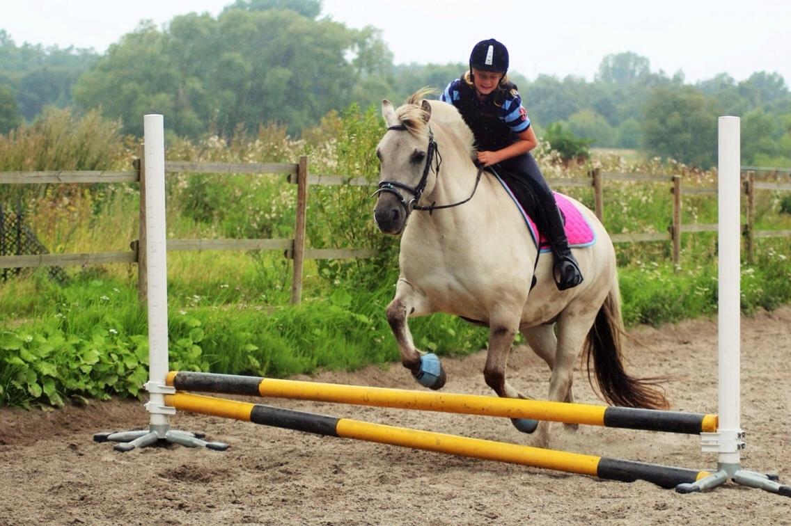 Fjordhest Hesselbergs Helios  billede 9