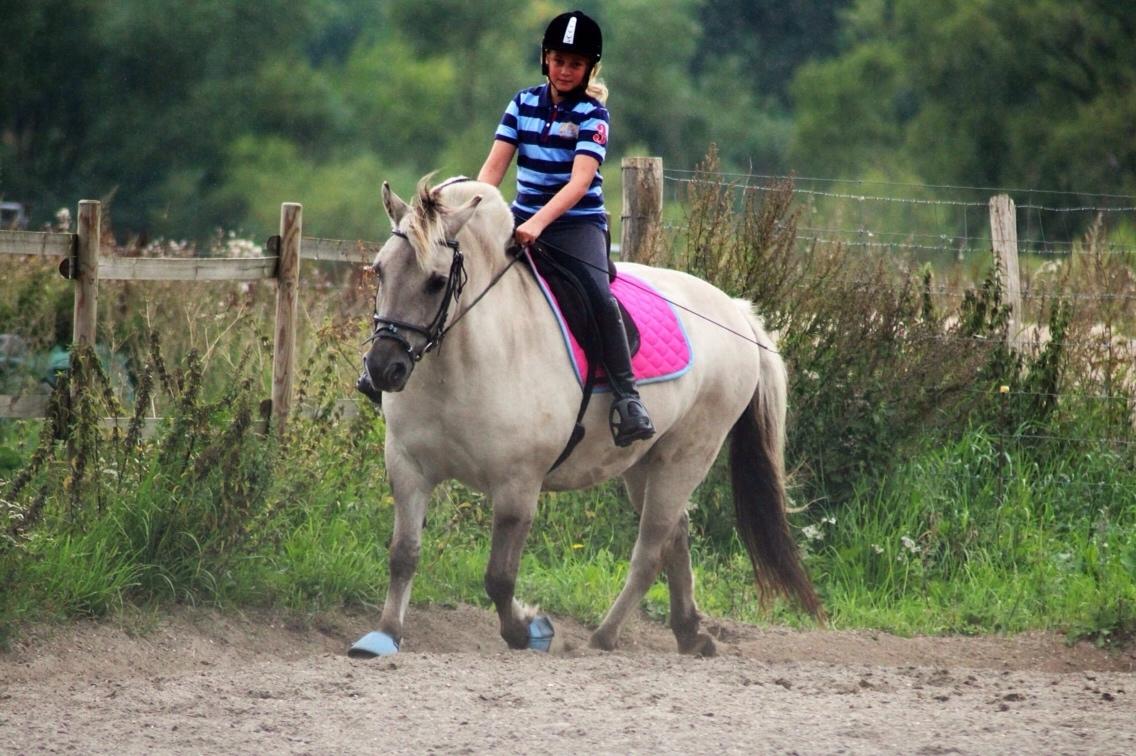 Fjordhest Hesselbergs Helios  billede 12