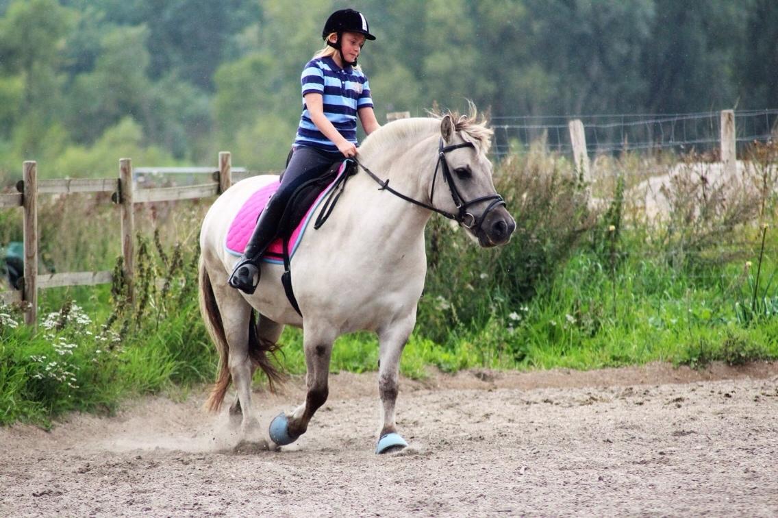 Fjordhest Hesselbergs Helios  billede 15