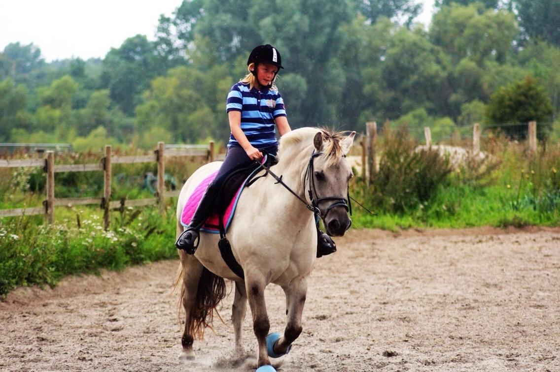 Fjordhest Hesselbergs Helios  billede 16