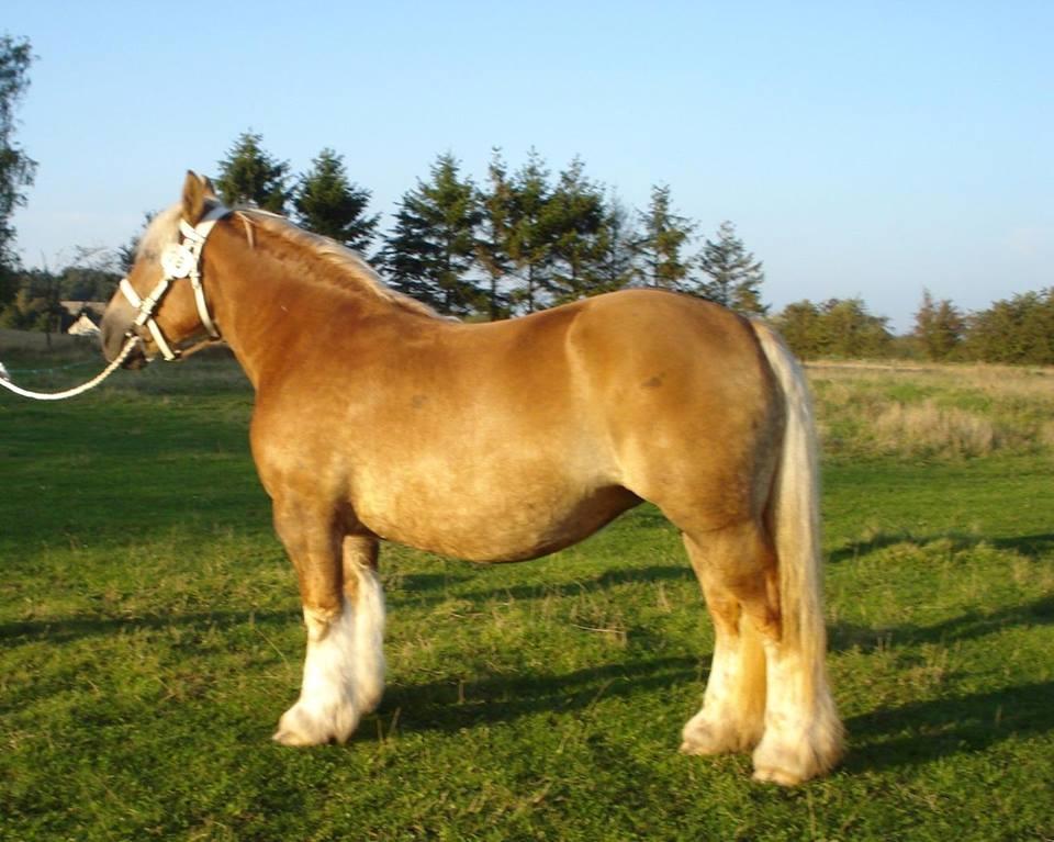 Jyde Majse tindbæklund billede 1