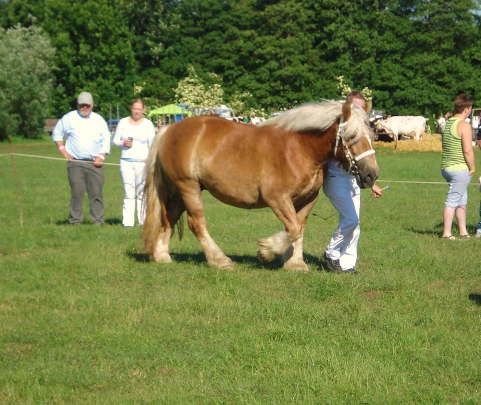Jyde Majse tindbæklund billede 3