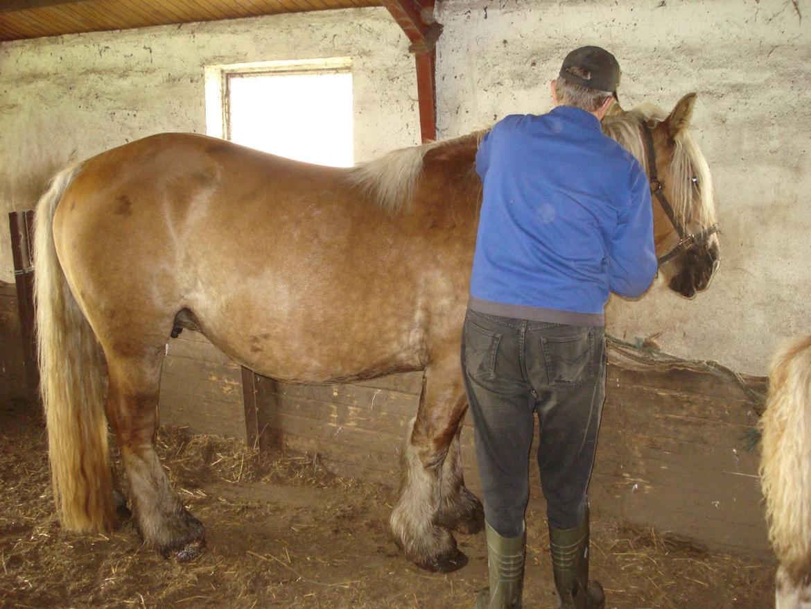 Jyde Majse tindbæklund billede 5