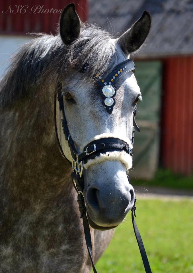 Welsh Partbred (Sec F) Tracy billede 5