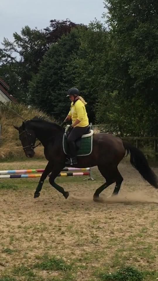 Oldenborg Rosa - solgt billede 1