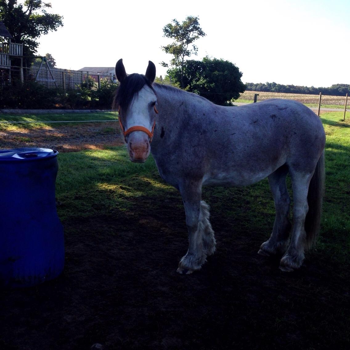 Irish Cob Kijofreg's Acapella (pelsen) solgt billede 22