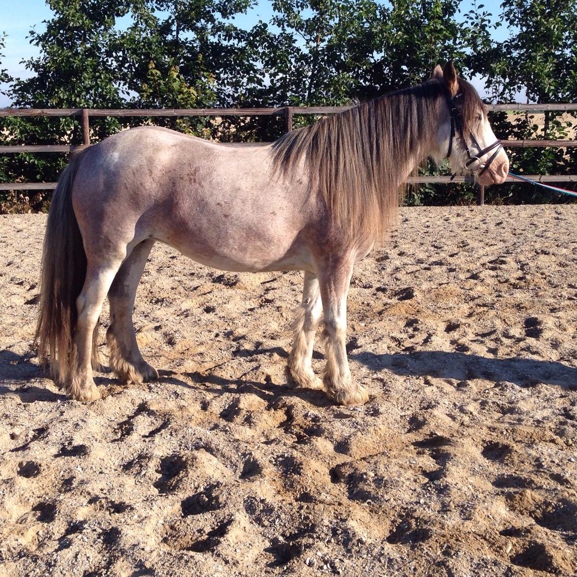 Irish Cob Kijofreg's Acapella (pelsen) solgt billede 21
