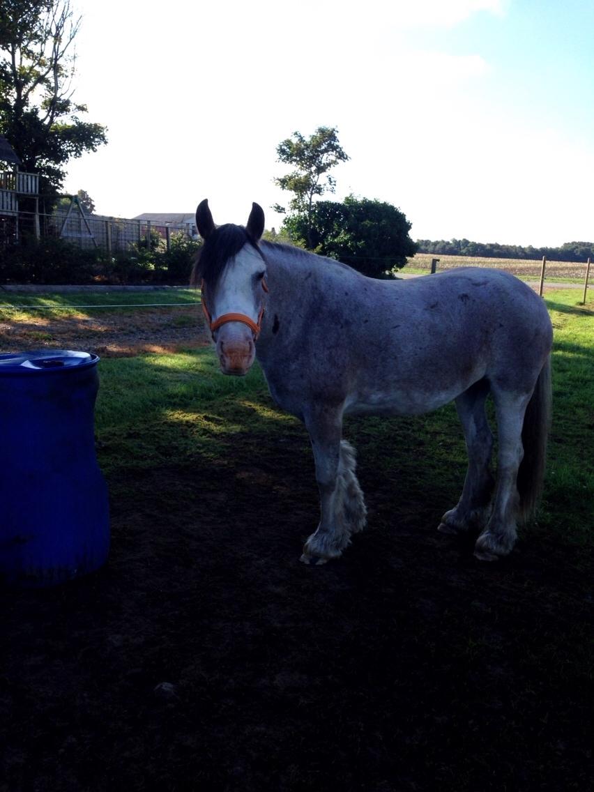Irish Cob Kijofreg's Acapella (pelsen) solgt billede 24