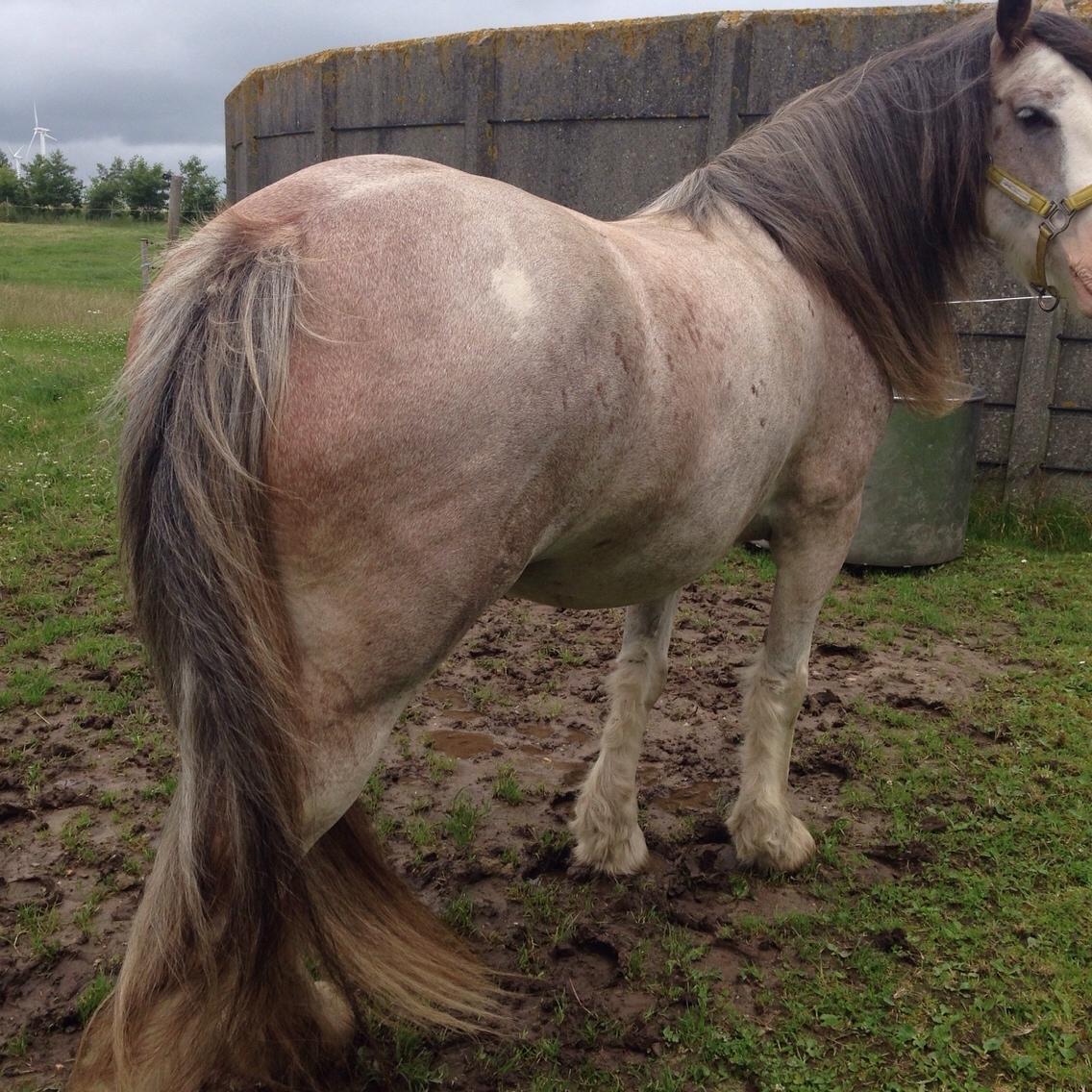 Irish Cob Kijofreg's Acapella (pelsen) solgt billede 26