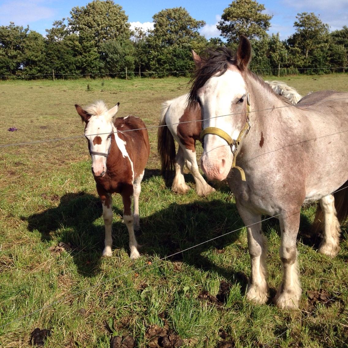 Irish Cob Kijofreg's Acapella (pelsen) solgt billede 25