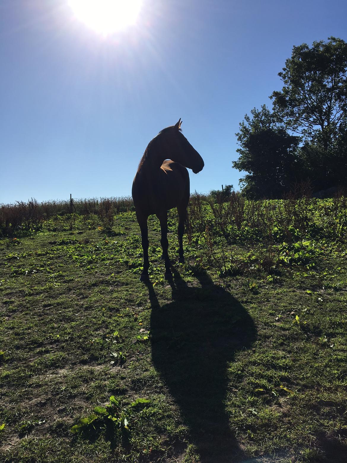 Traver Only Epice billede 9