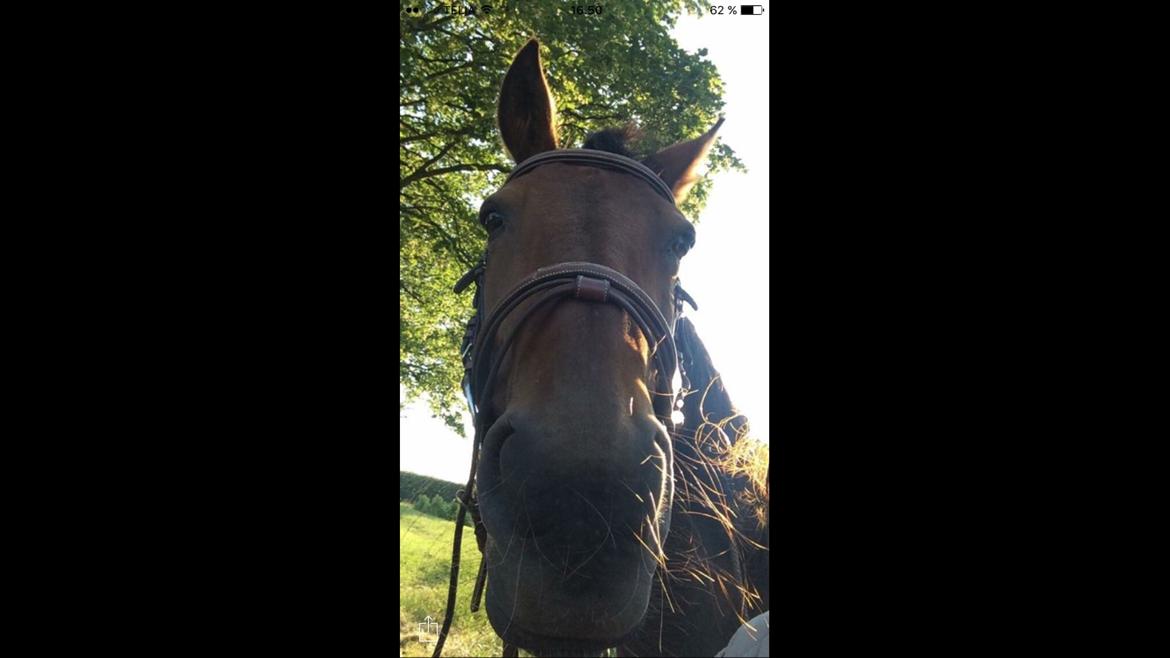 Traver Only Epice billede 11