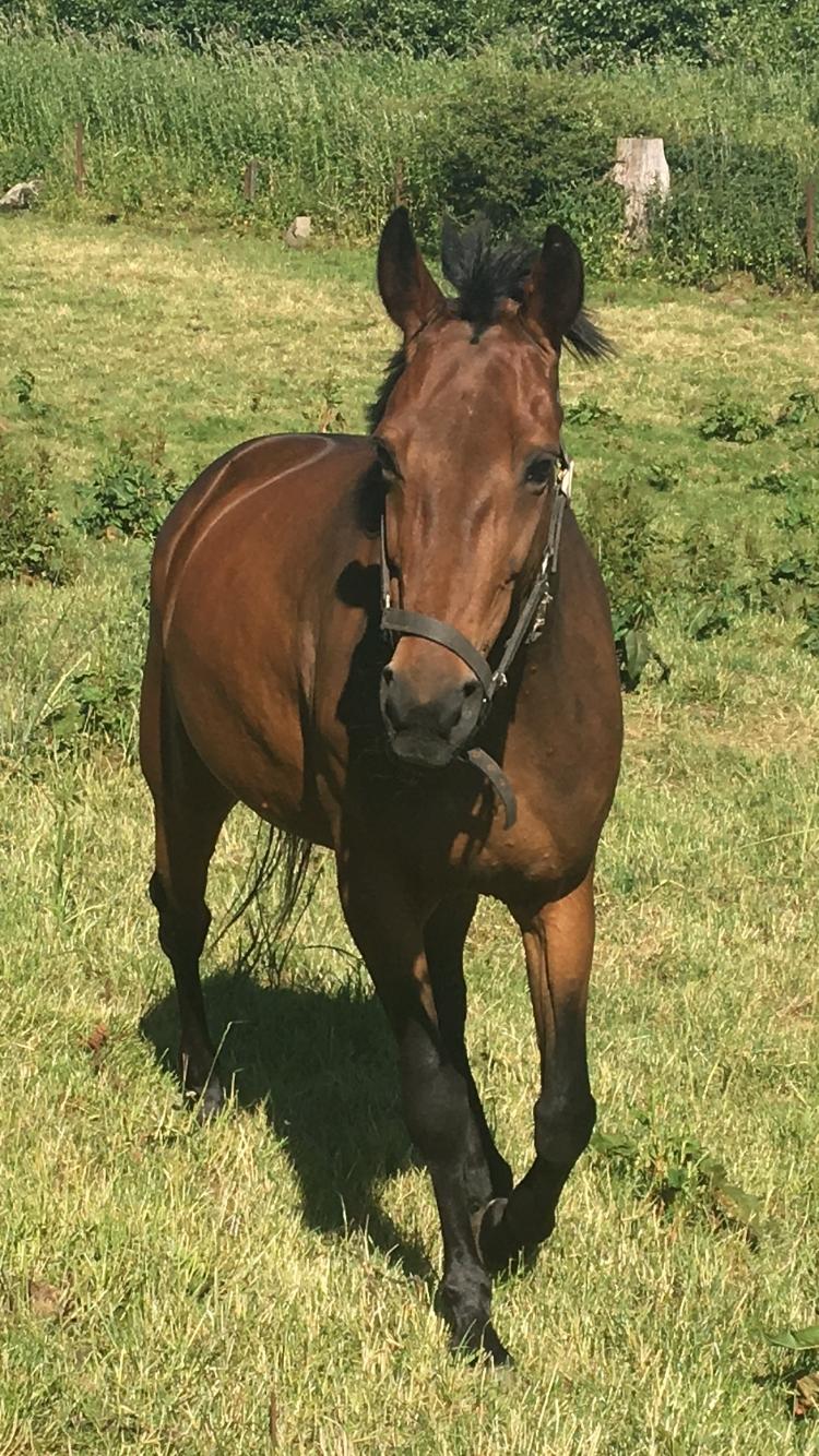 Traver Only Epice billede 12