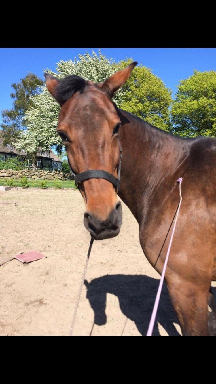 Traver Only Epice billede 15