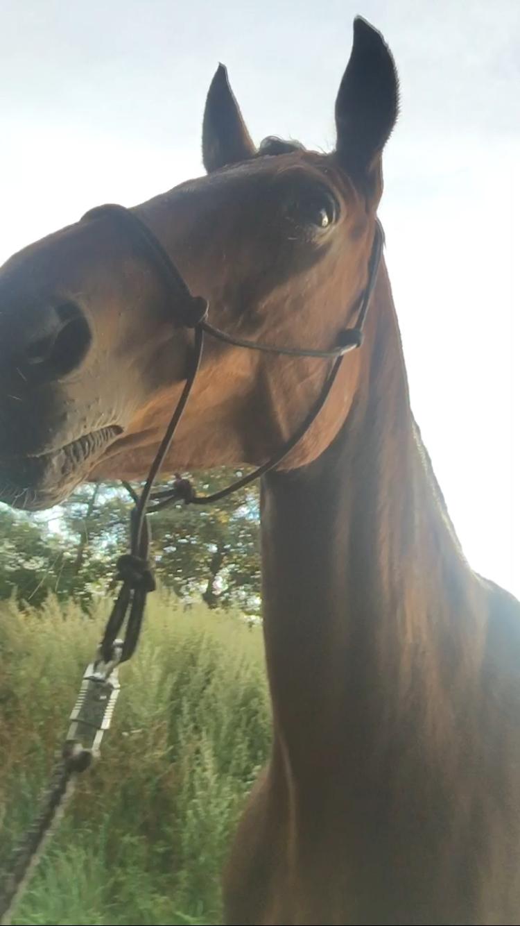 Traver Only Epice billede 13