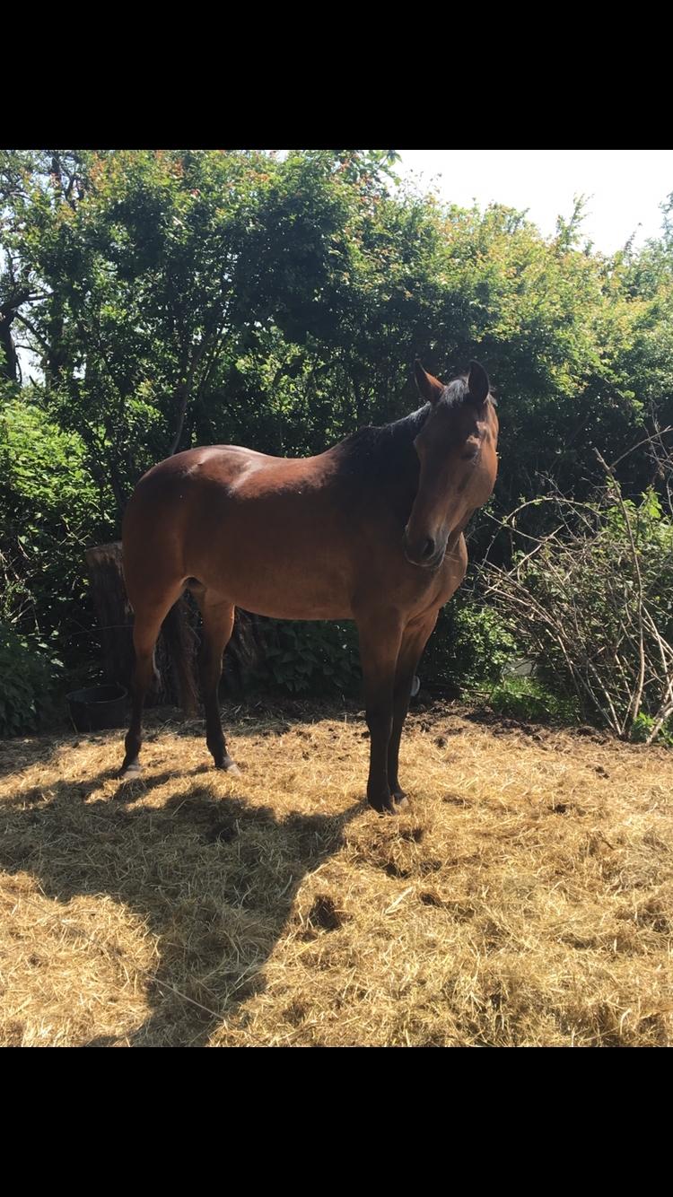 Traver Only Epice billede 16