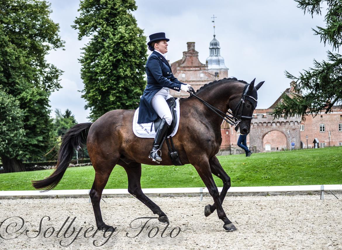 Trakehner V-Power Horsebo - Broholm 2016 billede 1