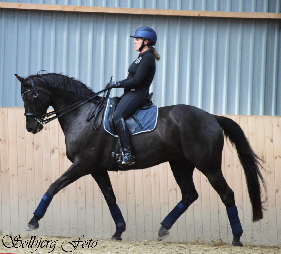 Trakehner V-Power Horsebo - Træning 2016 billede 18