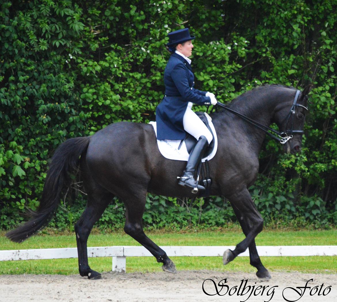 Trakehner V-Power Horsebo - Sønder Hygum 2016 billede 17