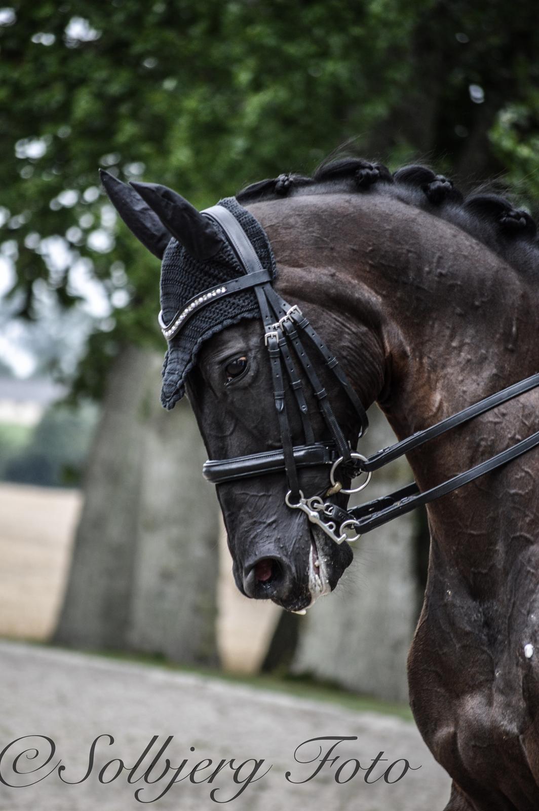 Trakehner V-Power Horsebo - Broholm 2016 billede 5