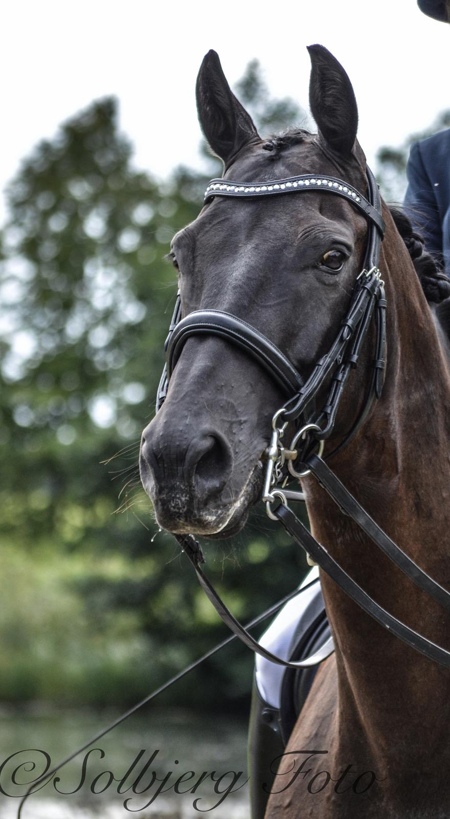 Trakehner V-Power Horsebo - Broholm 2016 billede 7