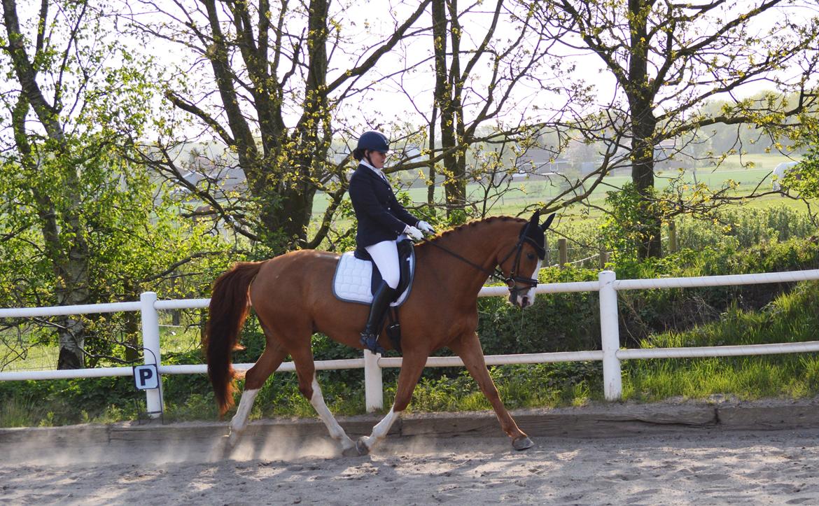 Dansk Varmblod Ibi Delight - 2016 billede 13