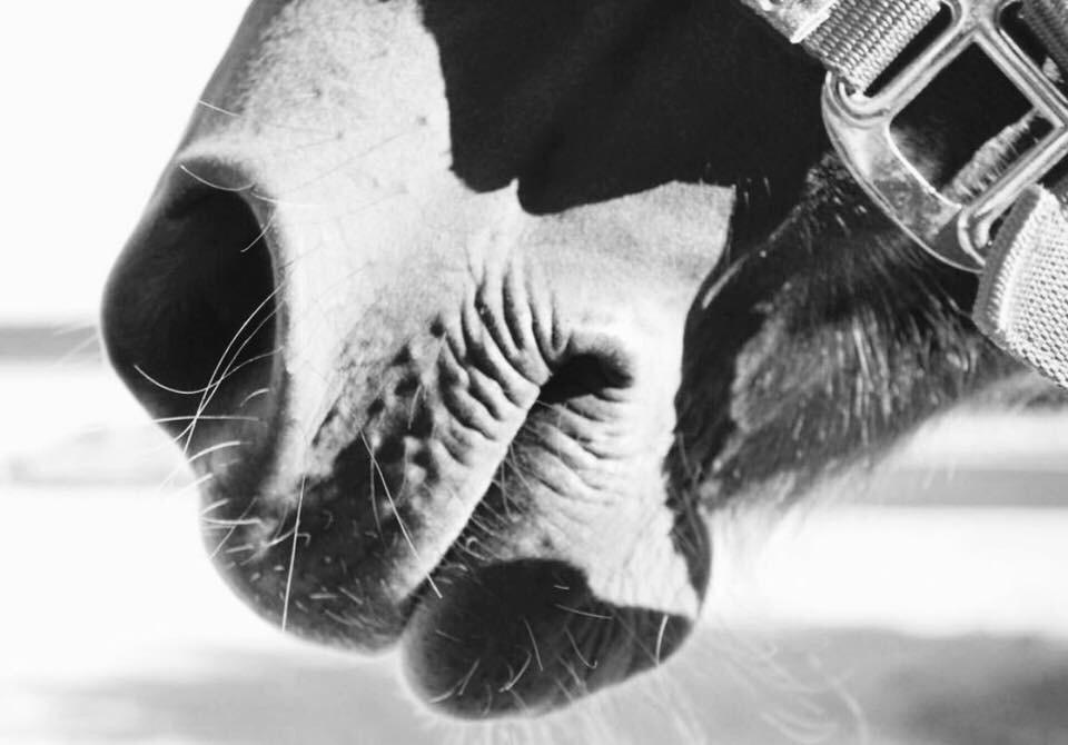 Anden særlig race Kirkely's Kida billede 7