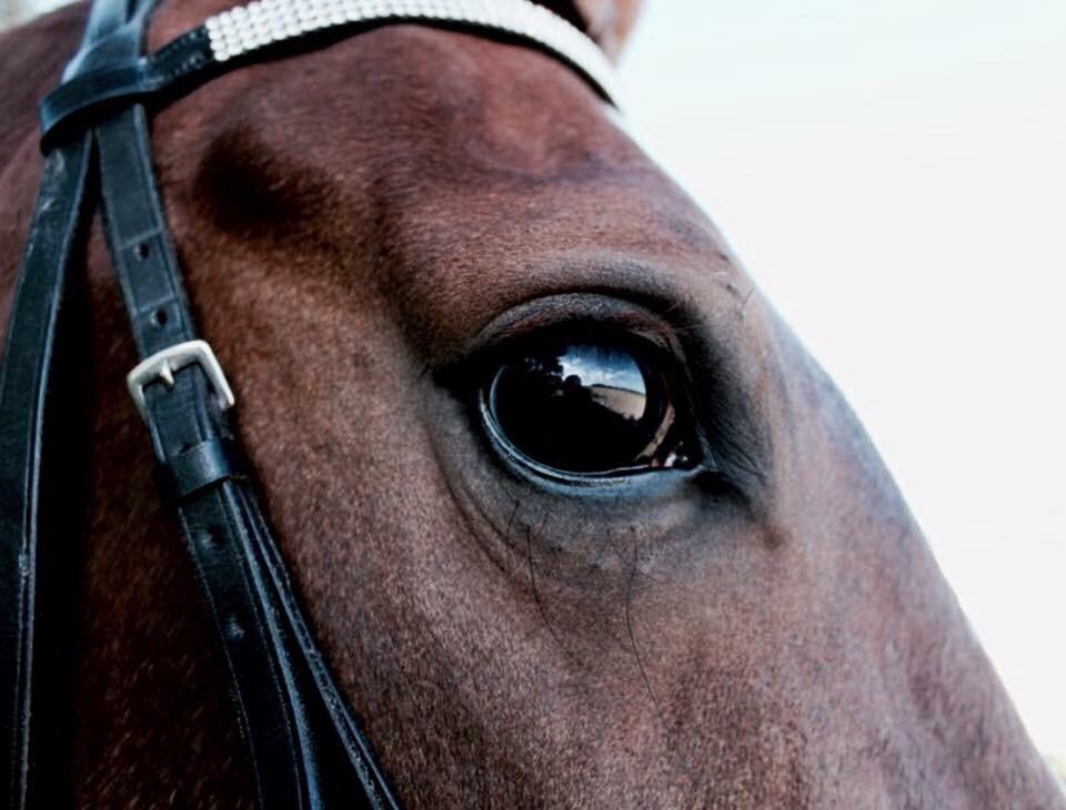 Anden særlig race Kirkely's Kida billede 14