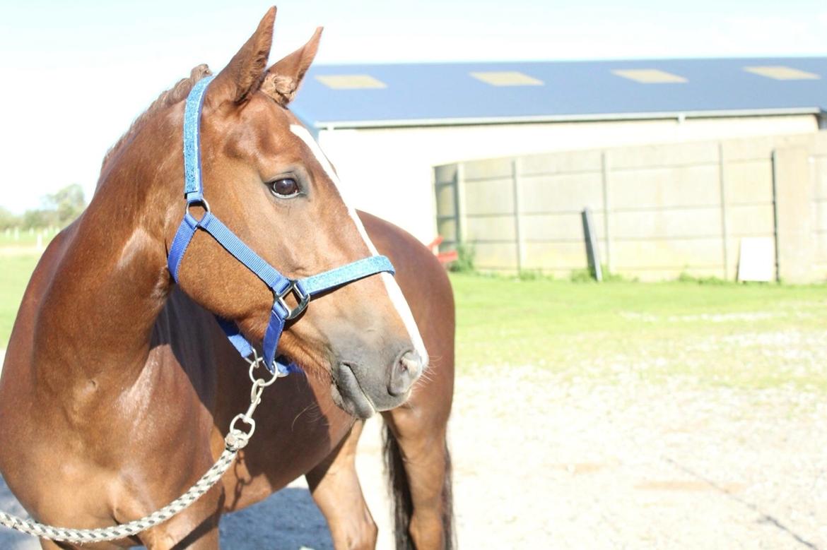 Anden særlig race Kirkely's Kida billede 15