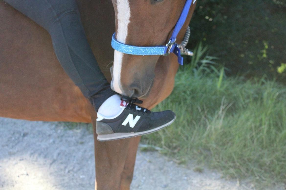 Anden særlig race Kirkely's Kida billede 16