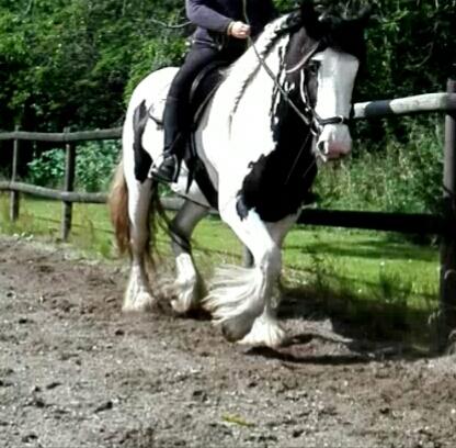 Irish Cob Fay Næbbets free hope "Himlens smukkeste Hest"  billede 10
