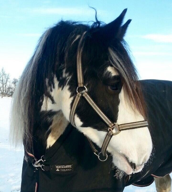 Irish Cob Fay Næbbets free hope "Himlens smukkeste Hest"  billede 1