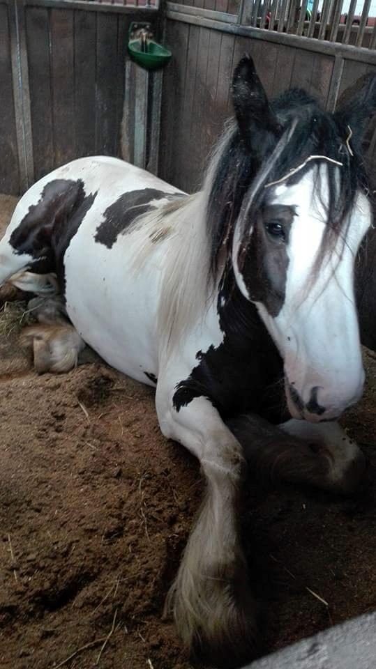 Irish Cob Fay Næbbets free hope "Himlens smukkeste Hest"  billede 11