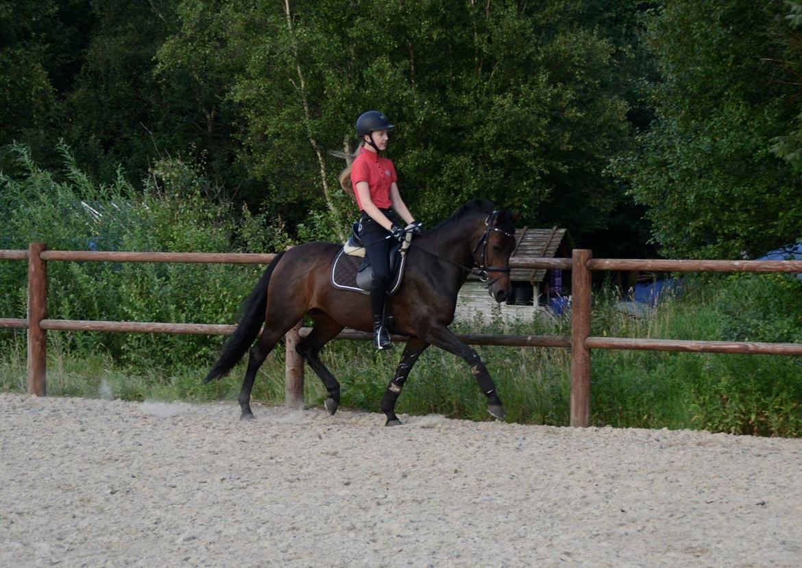 DSP Kjær's Calderina - Træning, sommer 2016 billede 14