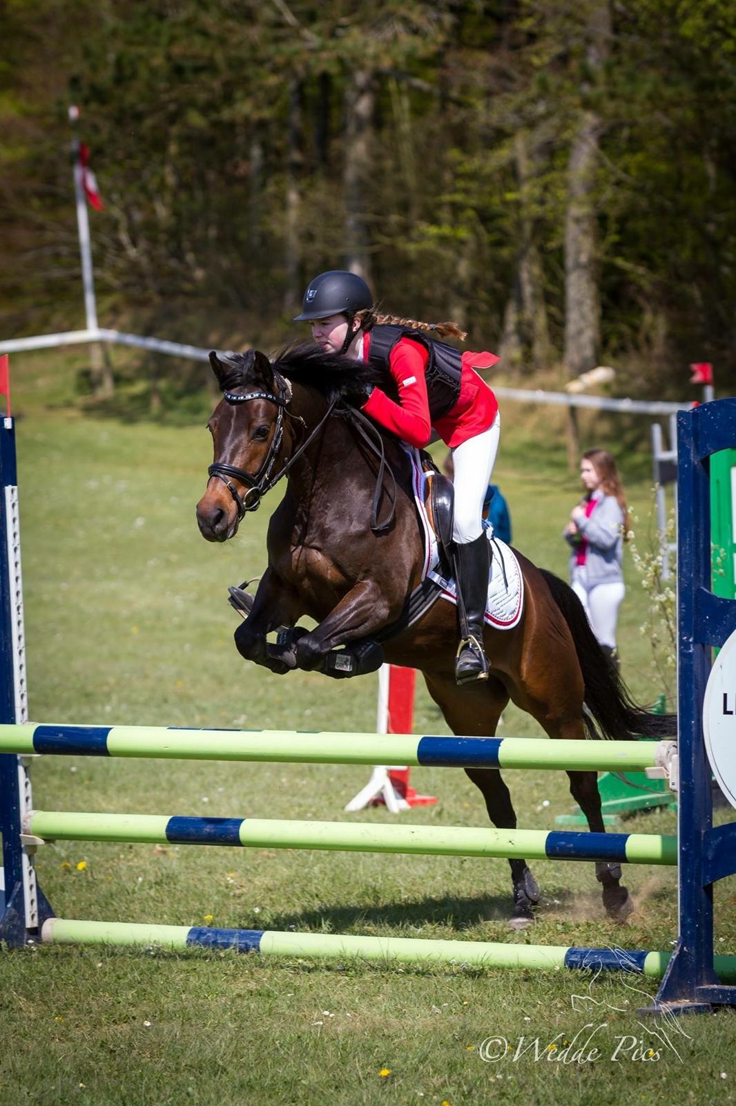 DSP Kjær's Calderina - LB1* Morsø 2016 billede 15