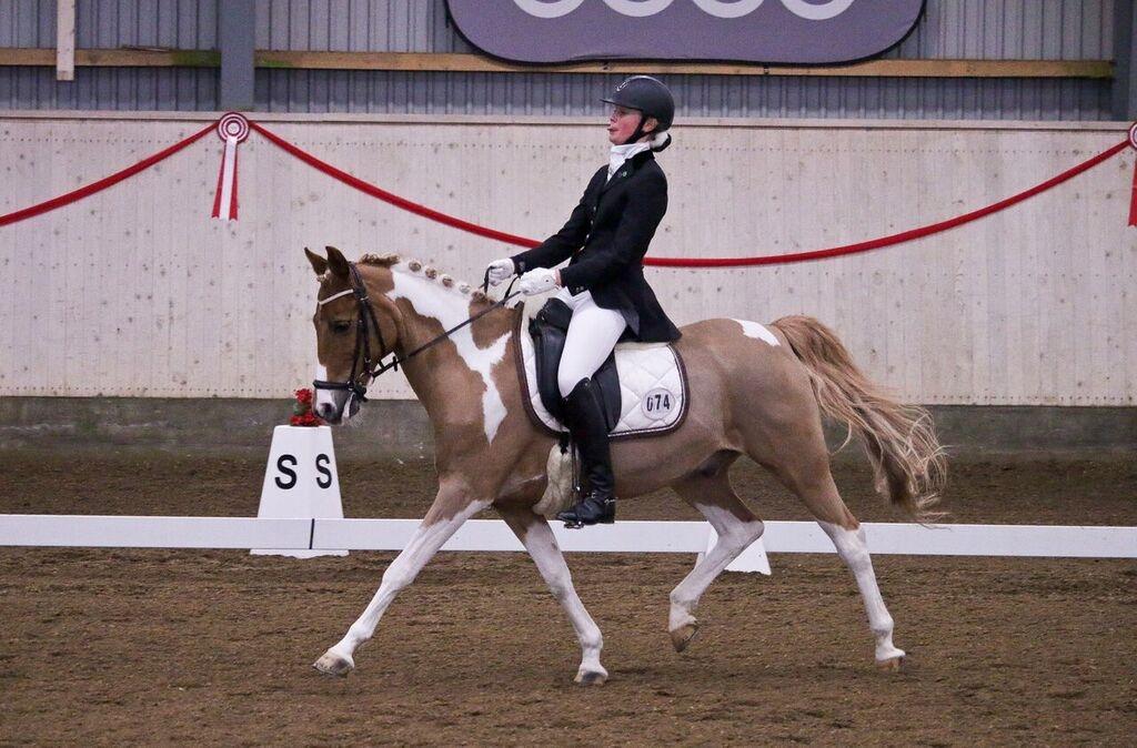 Pinto Araber Felix B-pony og 1/3 A-pony billede 4