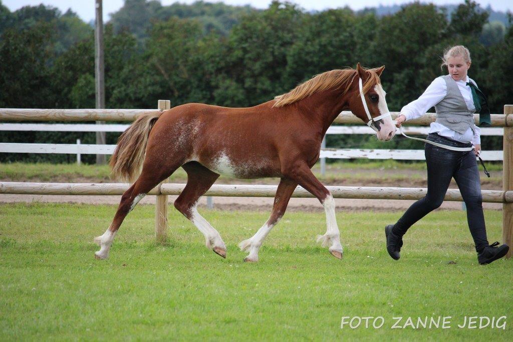 Welsh Pony af Cob-type (sec C) Noerrelide's Northern Light - Til show 7. august 2016, foto: Zanne Jedig billede 9