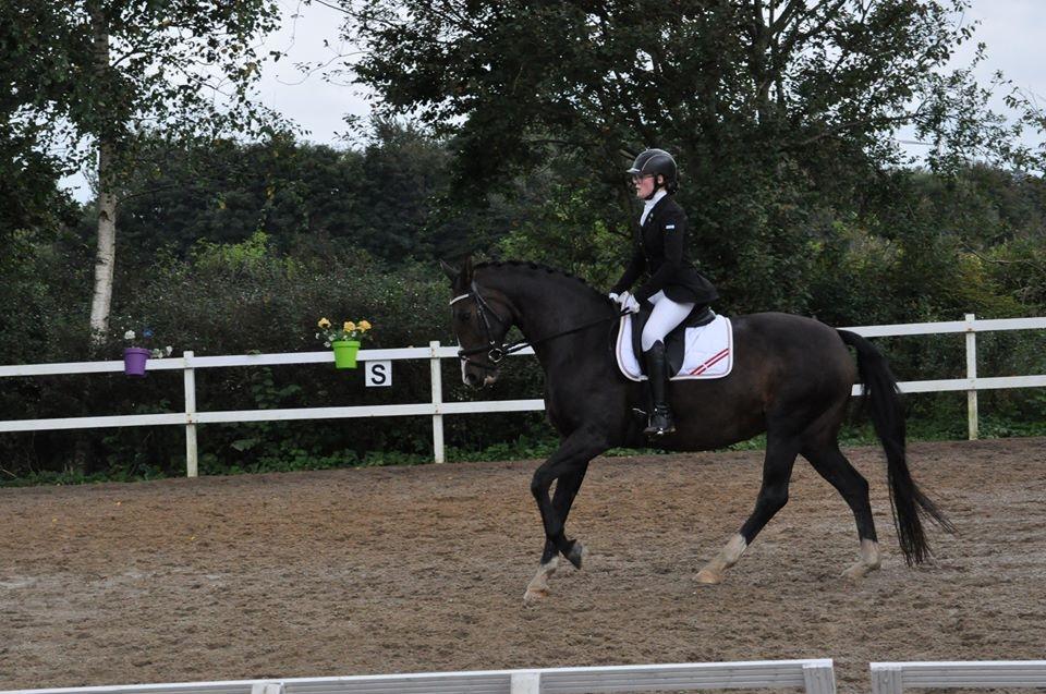 Tysk Varmblod A'kayzia billede 15